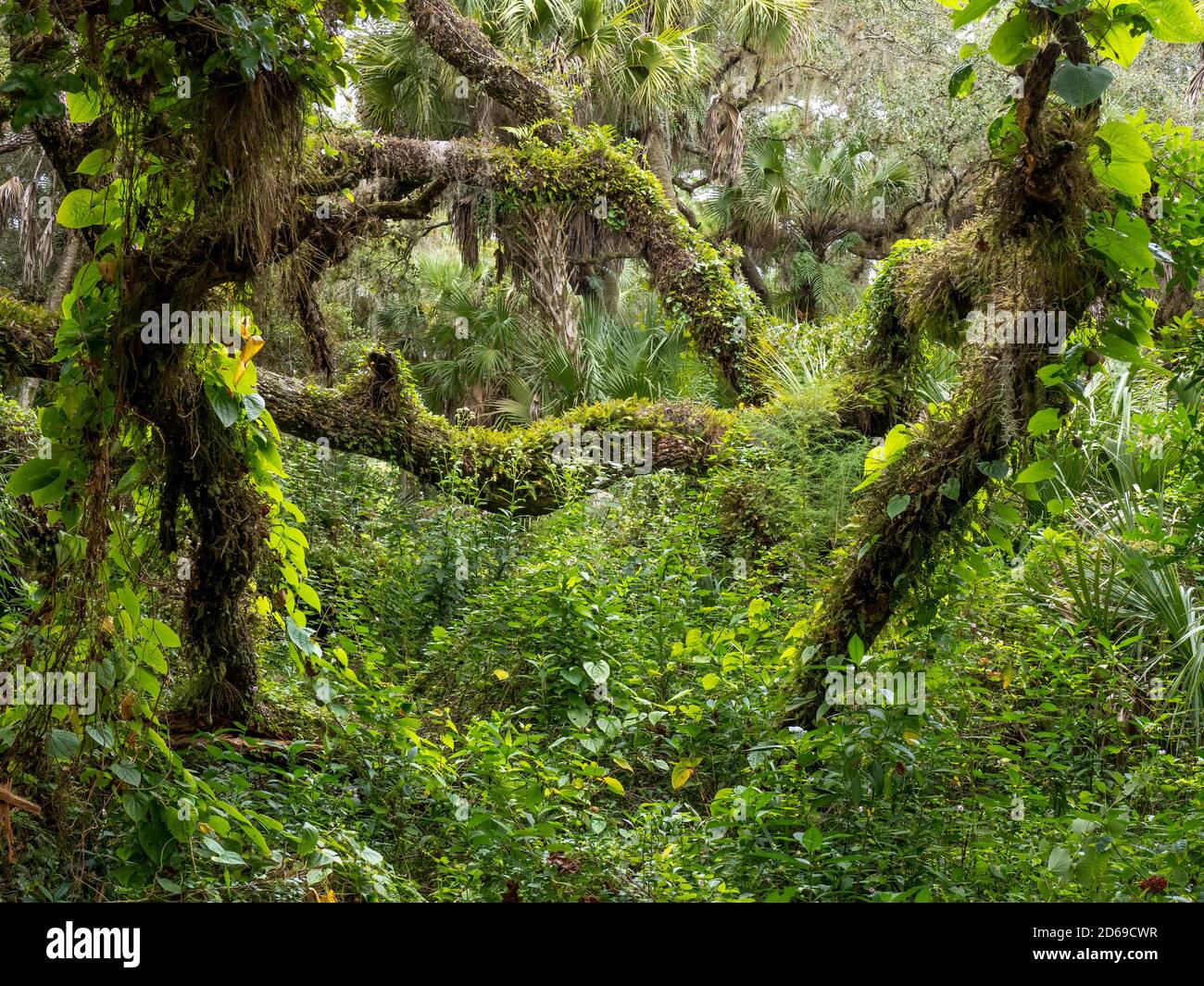 Forêt tropicale verte luxuriante dans le sud-ouest de la Floride dans les États-Unis États-Unis Banque D'Images