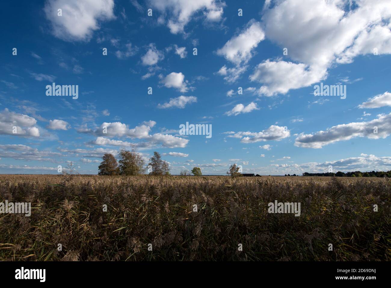 Bodden Paysage sur Fischland en Allemagne Banque D'Images