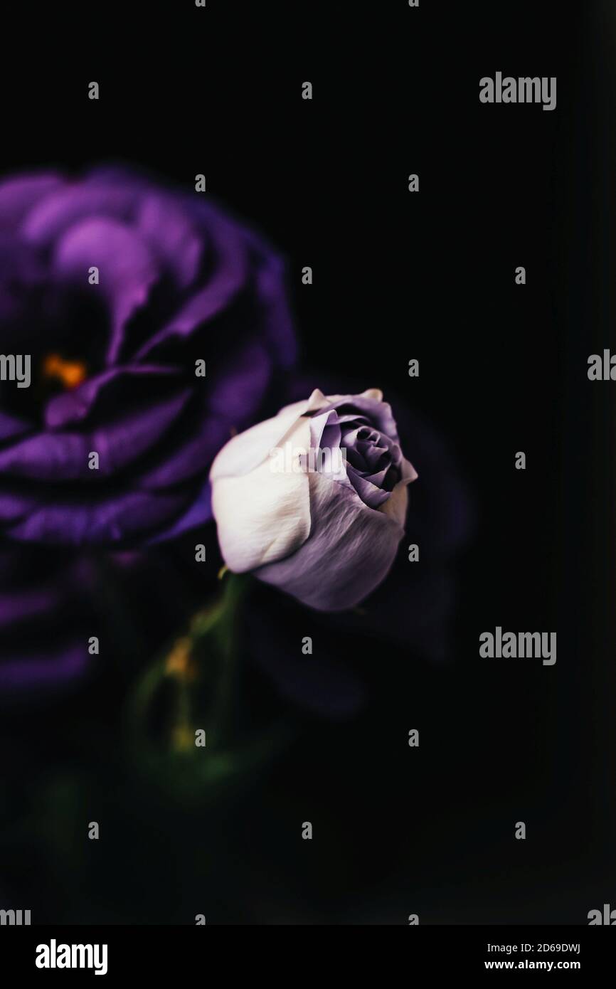 Belle eustoma violet clair ou lisianthus fleurs sur fond noir, espace de copie Banque D'Images