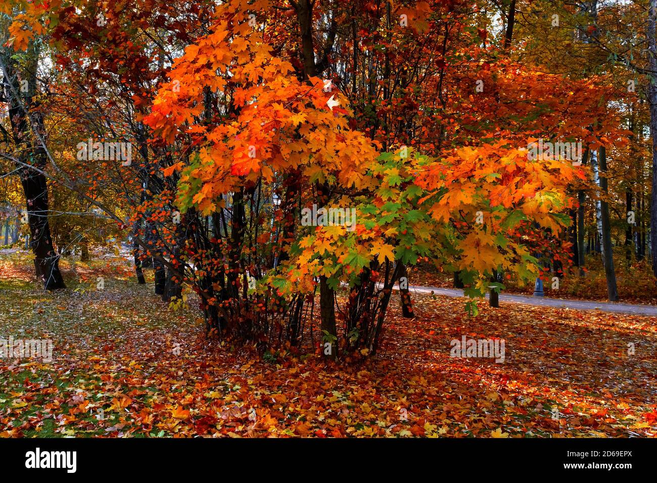 Branche d'érable avec feuilles de couleur dans la forêt d'automne Banque D'Images