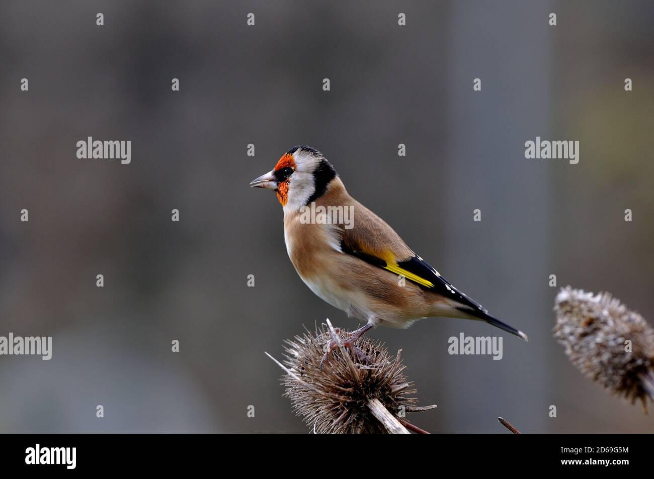 Goldfinch Carduelis Carduelis royaume-uni Banque D'Images