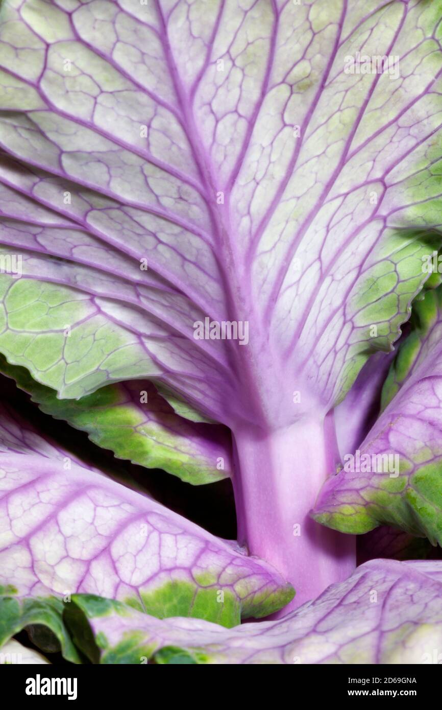 Dessous d'une plante de feuilles de chou ornementale Banque D'Images