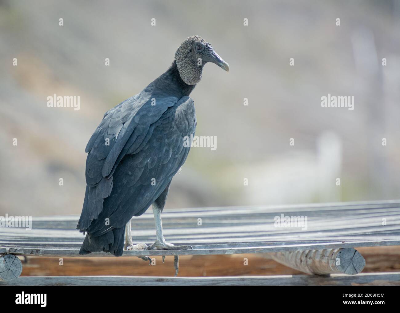 Vulture noire américaine (Coragyps atratus) Est trouvé communément dans beaucoup de région du Pérou et ici Sur la côte nord du Pérou Banque D'Images