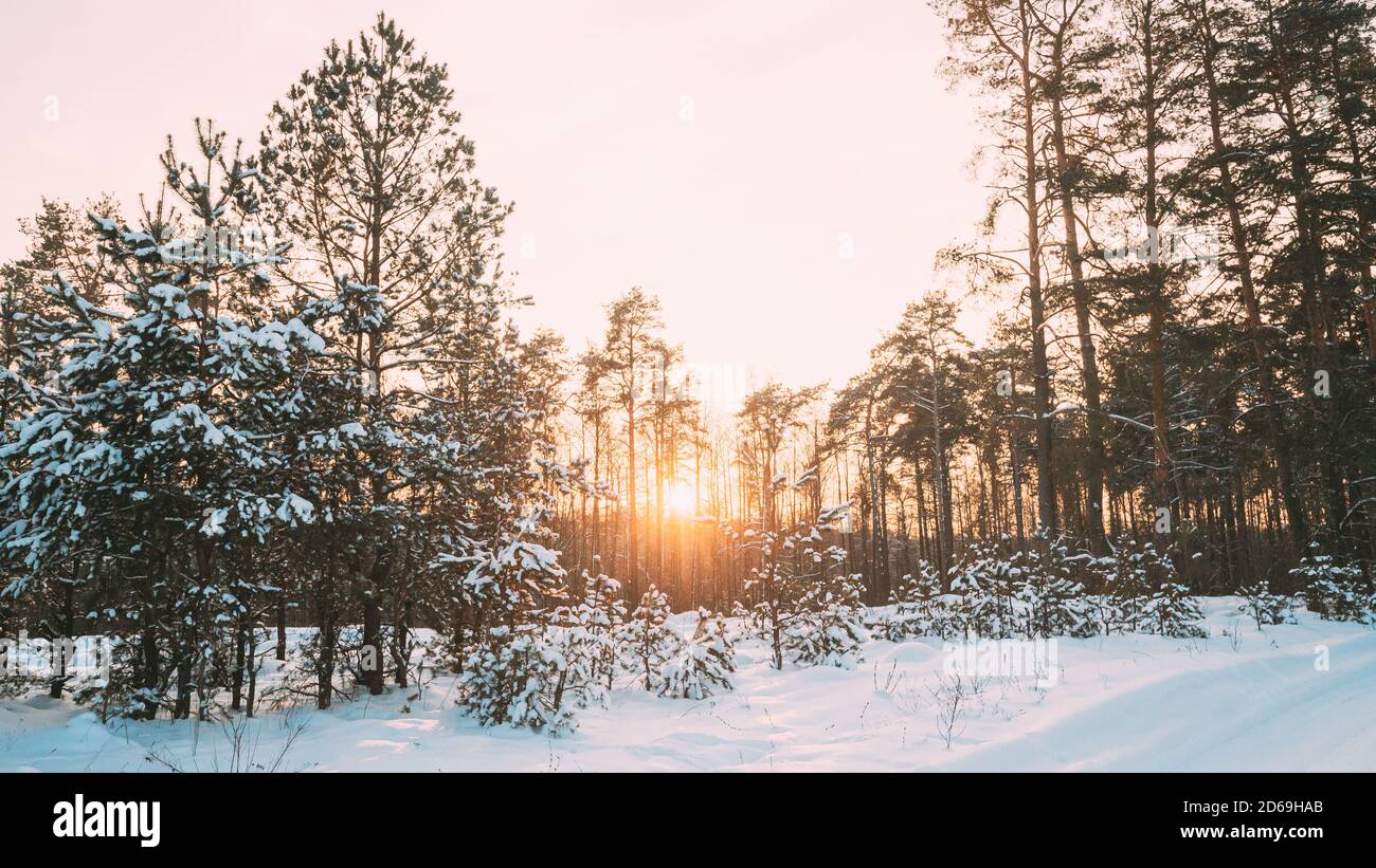 Coucher de soleil naturel lever du soleil sur la forêt. Couleur jaune ciel sur hiver Bois de neige. Paysage sous le ciel au coucher du soleil Dawn Sunrise Banque D'Images