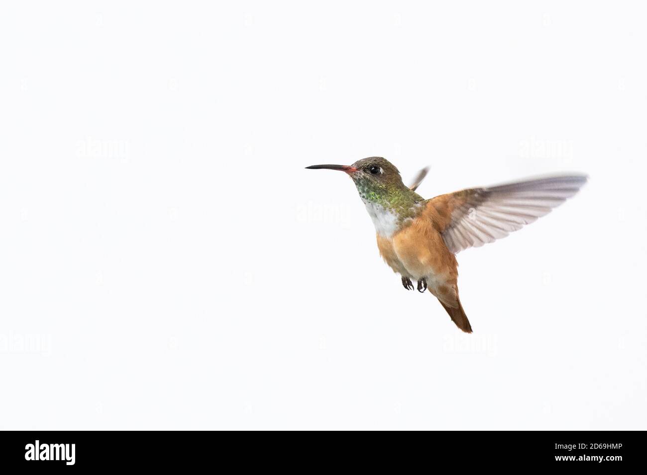 oiseau-colibri-sur-fond-blanc-banque-de-photographies-et-d-images
