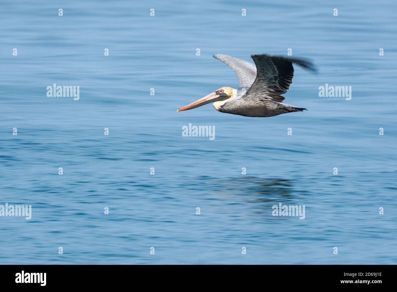 Pelican en vol bas au-dessus de la mer dans le nord du Pérou Banque D'Images
