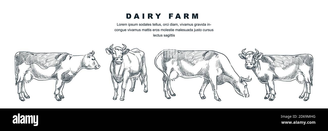 Vache dans différentes poses, illustration d'esquisse vectorielle. Animaux de ferme animaux dessinés à la main ensemble d'éléments de conception. Illustration de Vecteur