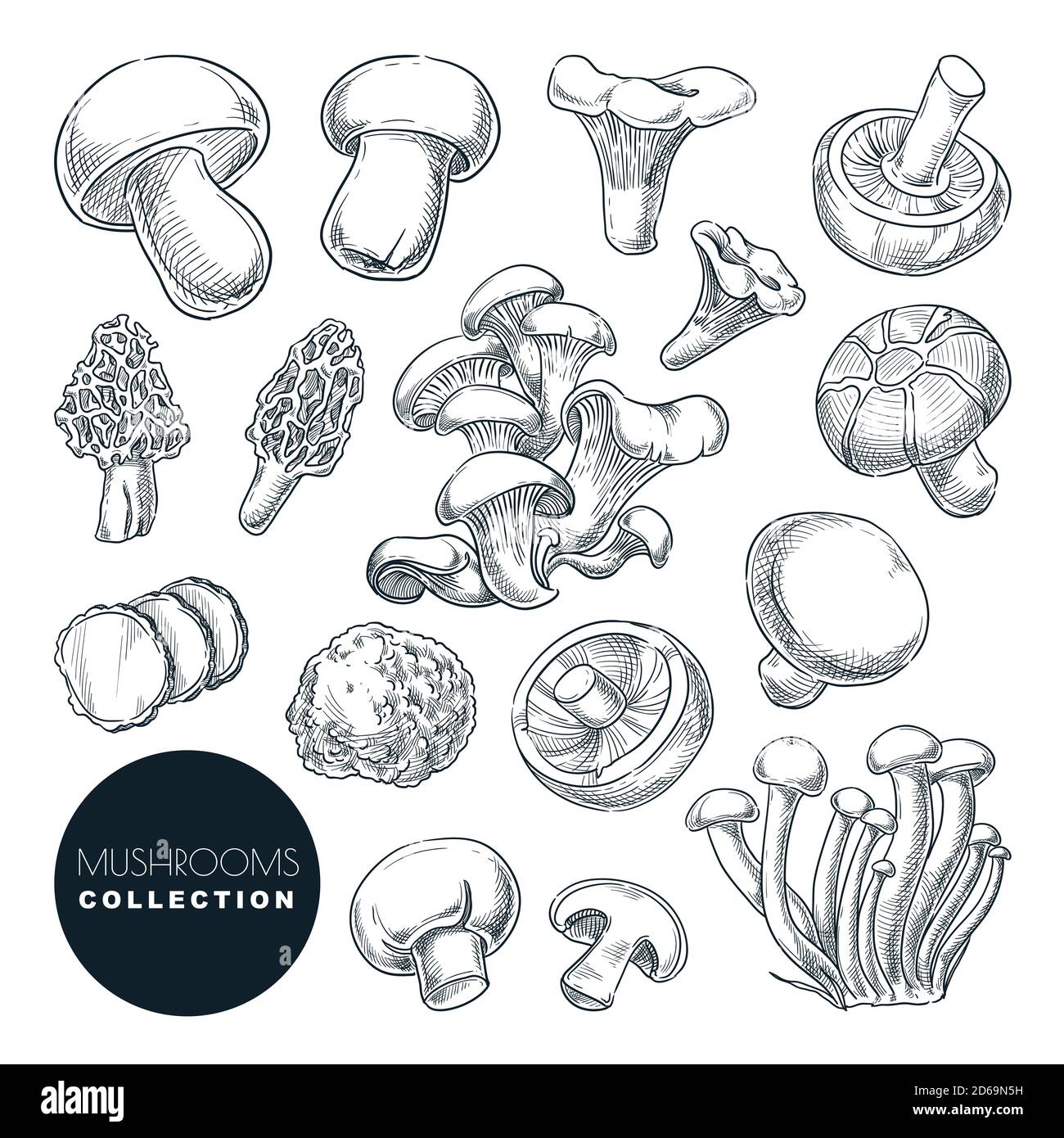 Collection de champignons, illustration vectorielle d'esquisse. Ingrédients alimentaires dessinés à la main éléments de conception isolés. Récolte automnale de champignons comestibles de la forêt. Illustration de Vecteur