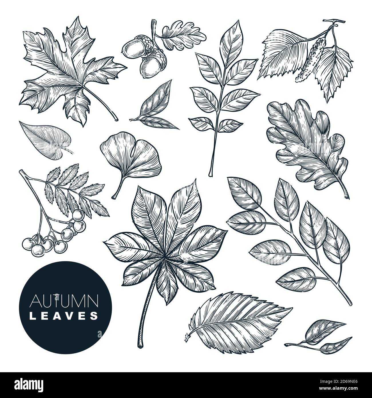 Plantes et feuilles de la forêt d'automne, isolées sur fond blanc. Illustration d'esquisse vectorielle dessinée à la main. Éléments de conception de la nature d'automne. Illustration de Vecteur
