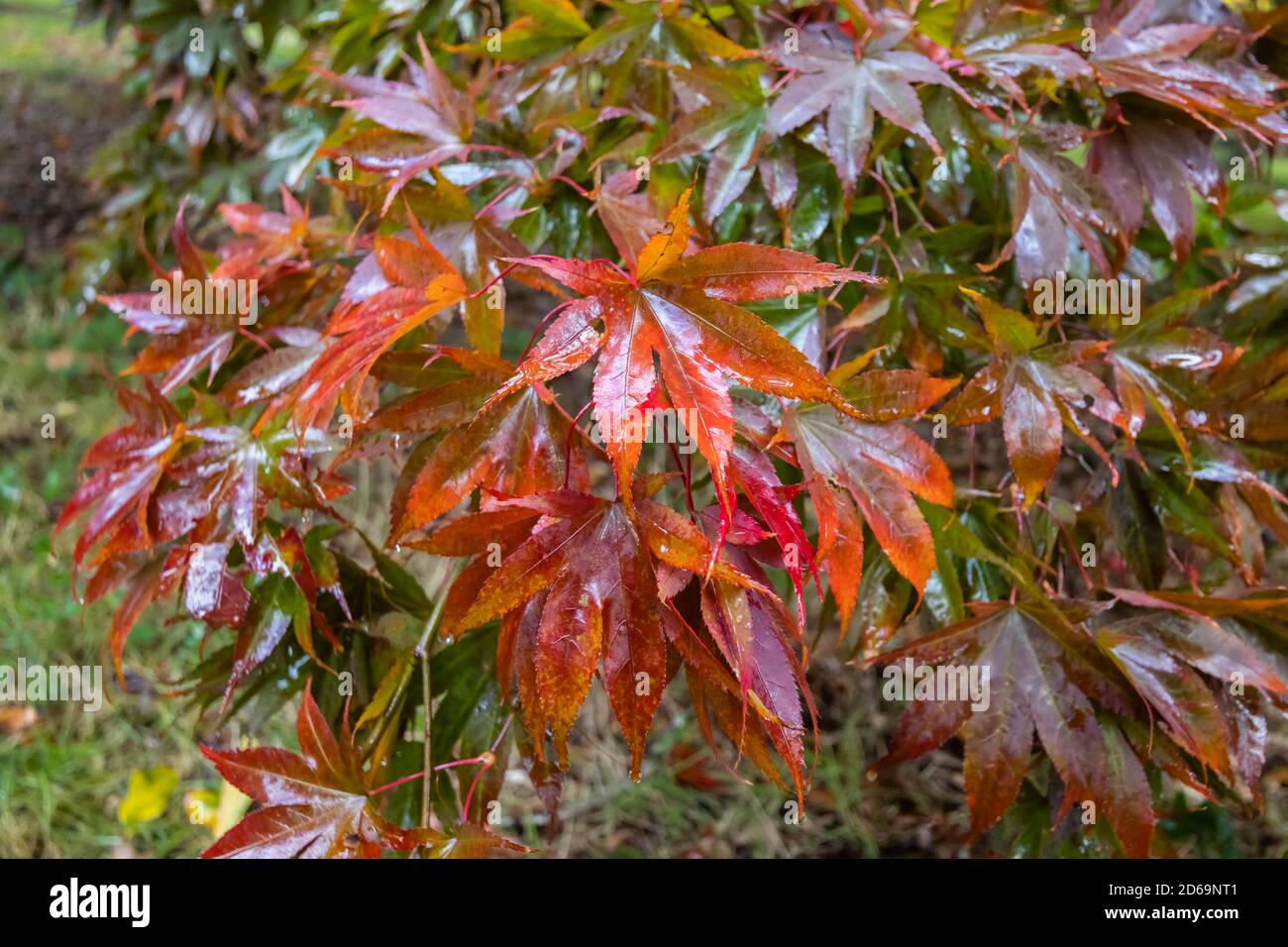 Vue rapprochée des feuilles rouges et humides de feuillage d'automne colorées d'une érable japonaise (Acer palmatum), de l'arboretum Winkworth, Godalming, Surrey, Angleterre du sud-est Banque D'Images