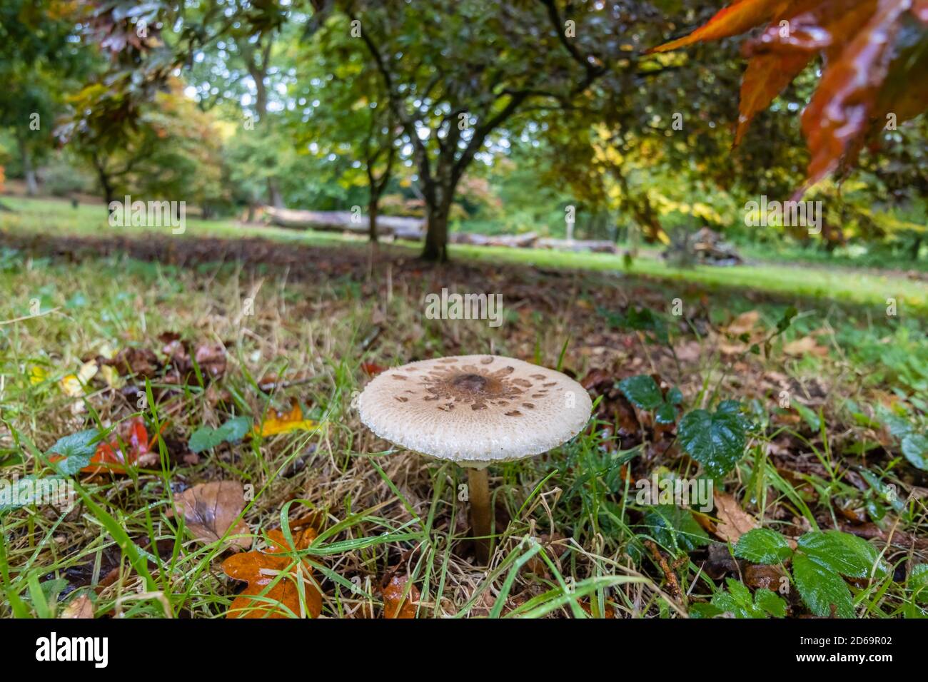 Le parasol ou le parasol de la shaggy (Macrolepiota procera ou Chlorophyllum rhacodes) dans la sous-croissance décidue, Surrey, sud-est de l'Angleterre, en automne Banque D'Images