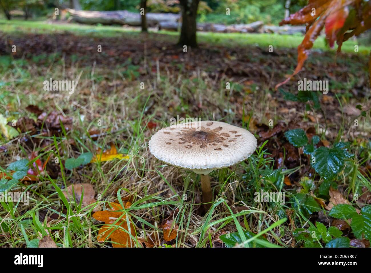 Le parasol ou le parasol de la shaggy (Macrolepiota procera ou Chlorophyllum rhacodes) dans la sous-croissance décidue, Surrey, sud-est de l'Angleterre, en automne Banque D'Images