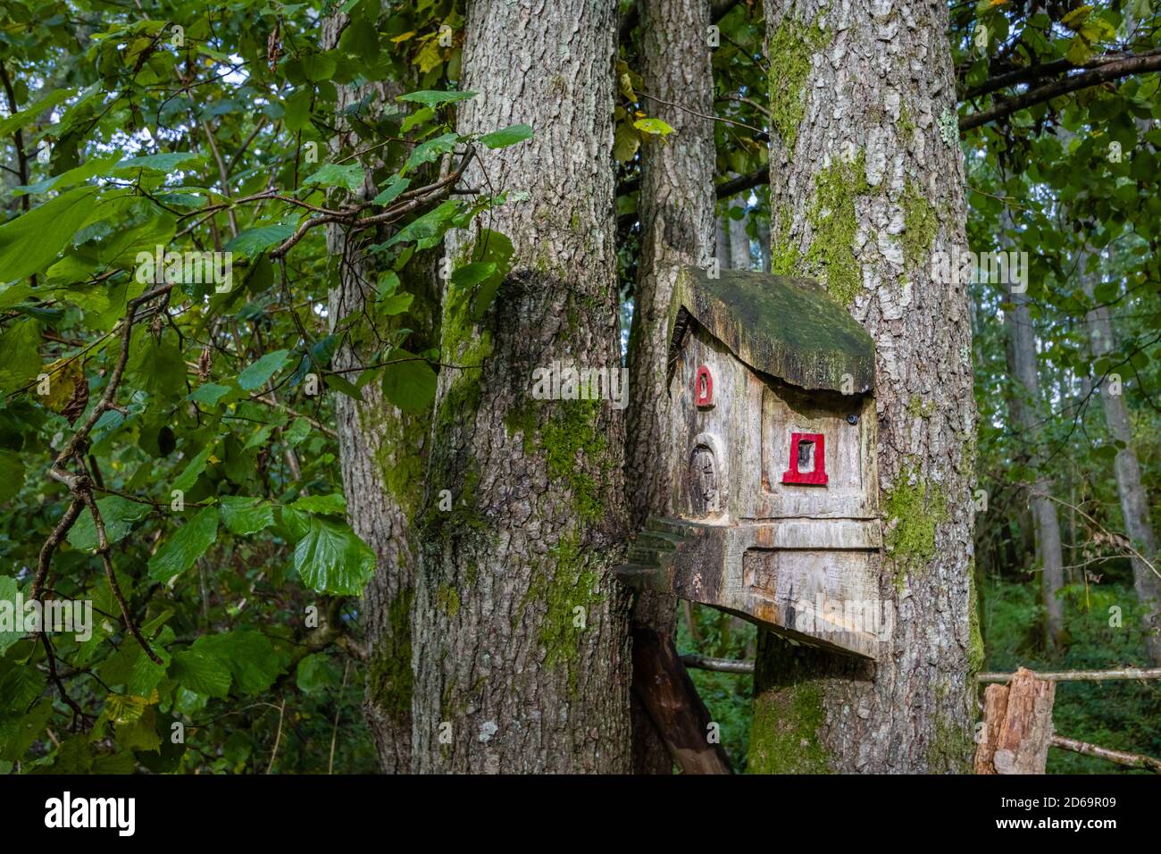 Maison d'oiseaux sculptée inhabituelle (avec ver à bois) sur un tronc d'arbre dans l'arboretum de Winkworth près de Godalming, Surrey, au sud-est de l'Angleterre, en automne Banque D'Images