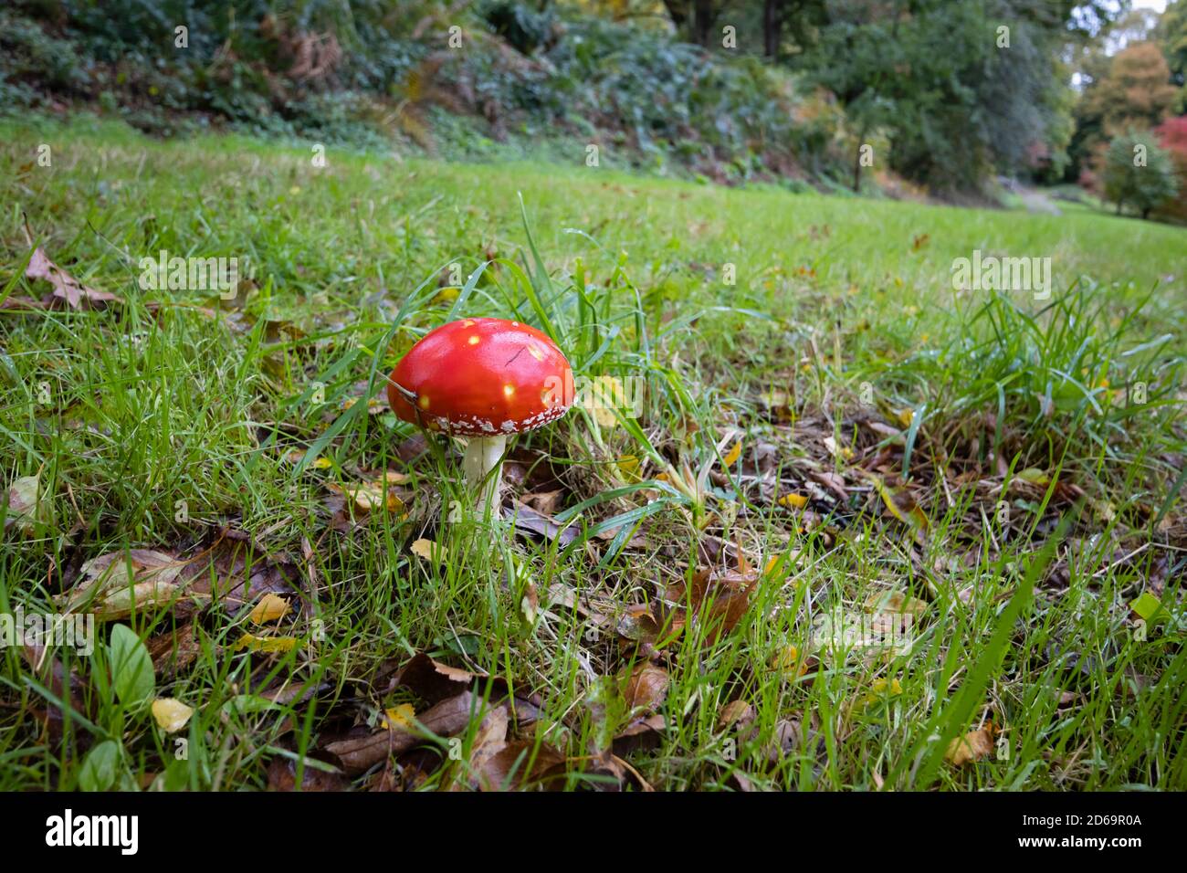 Tabouret de crapaumé de mouche rouge (Amanita muscaria) poussant dans l'herbe à l'arboretum de Winkworth près de Godalming, Surrey, au sud-est de l'Angleterre, en automne Banque D'Images