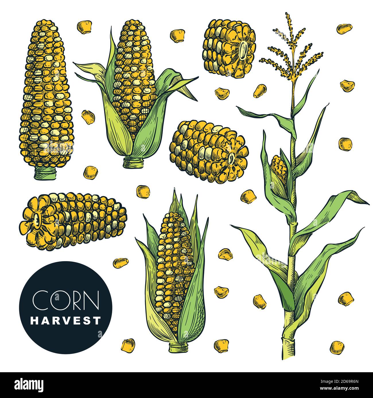 Épis de maïs et grain, isolés sur fond blanc. Illustration vectorielle d'esquisse en couleur. Agriculture céréalière, éléments de conception dessinés à la main. Maïs d'automne harv Illustration de Vecteur
