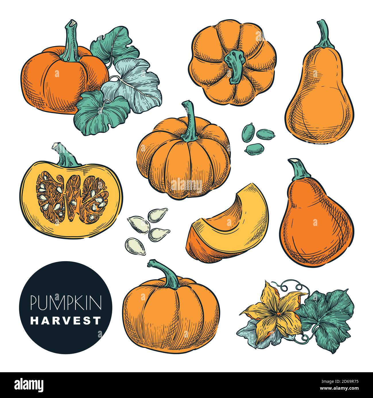 Citrouilles entières et tranches de citrouille isolées sur fond blanc. Illustration vectorielle d'esquisse en couleur. Récolte de gourde d'automne. L'agriculture tirée à la main et loin Illustration de Vecteur