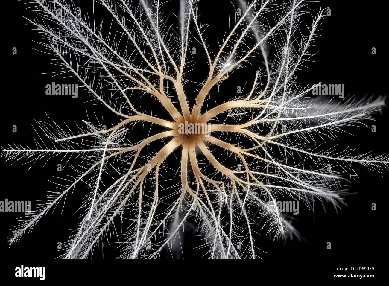 Carlina acaulis, chardon carlinal sans stemless, Silberdistel, gros plan, pappus Banque D'Images
