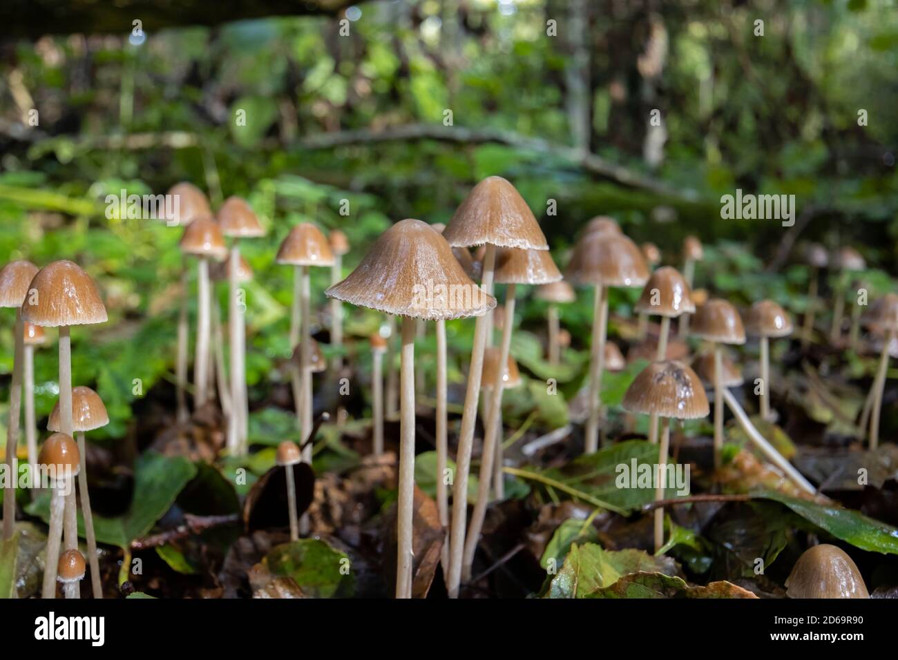 Groupe de petits tabourets de crapaud avec une calotte en forme de cône poussant en sous-croissance, Winkworth Arboretum près de Godalming, Surrey, au sud-est de l'Angleterre, en automne Banque D'Images