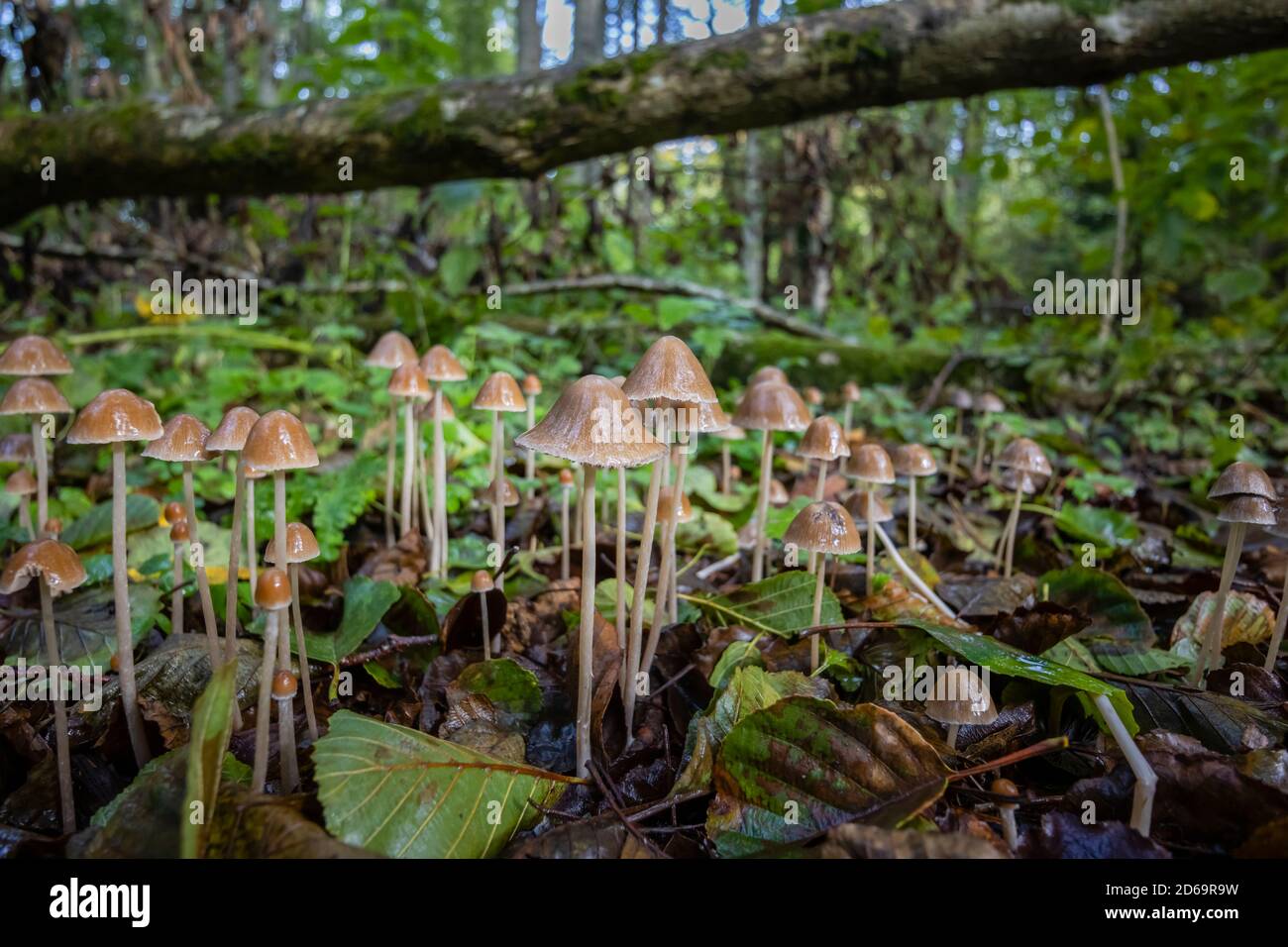 Groupe de petits tabourets de crapaud avec une calotte en forme de cône poussant en sous-croissance, Winkworth Arboretum près de Godalming, Surrey, au sud-est de l'Angleterre, en automne Banque D'Images