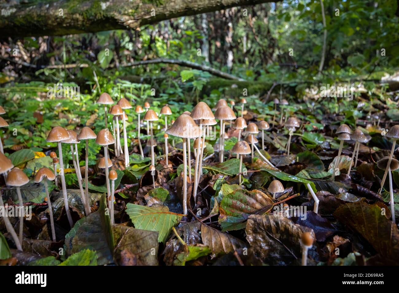 Groupe de petits tabourets de crapaud avec une calotte en forme de cône poussant en sous-croissance, Winkworth Arboretum près de Godalming, Surrey, au sud-est de l'Angleterre, en automne Banque D'Images