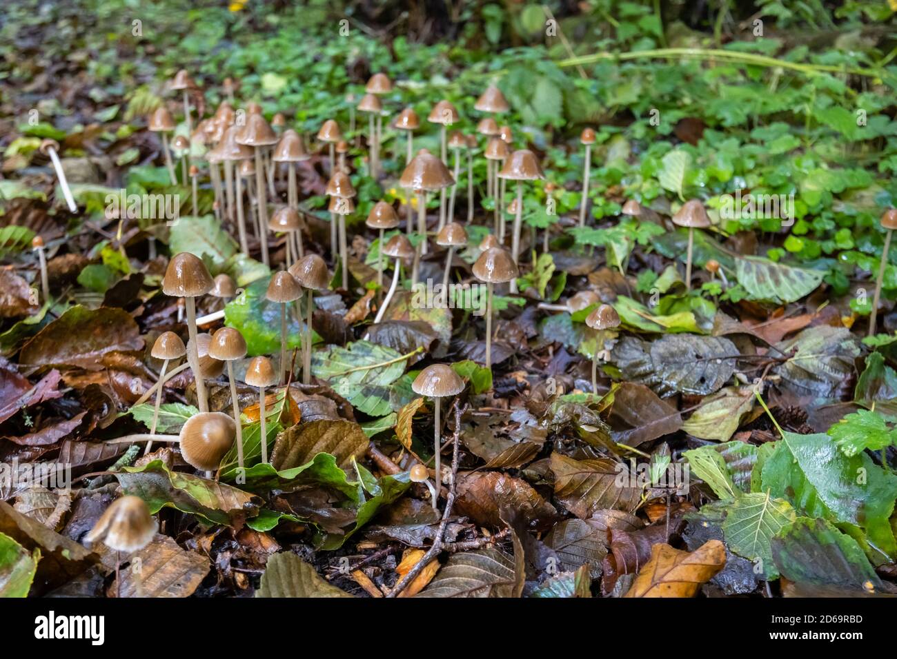 Groupe de petits tabourets de crapaud avec une calotte en forme de cône poussant en sous-croissance, Winkworth Arboretum près de Godalming, Surrey, au sud-est de l'Angleterre, en automne Banque D'Images
