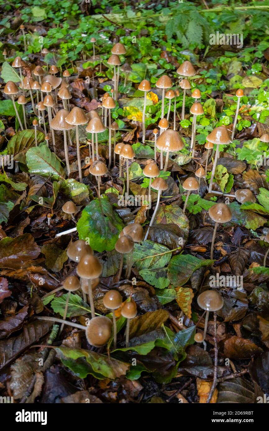 Groupe de petits tabourets de crapaud avec une calotte en forme de cône poussant en sous-croissance, Winkworth Arboretum près de Godalming, Surrey, au sud-est de l'Angleterre, en automne Banque D'Images