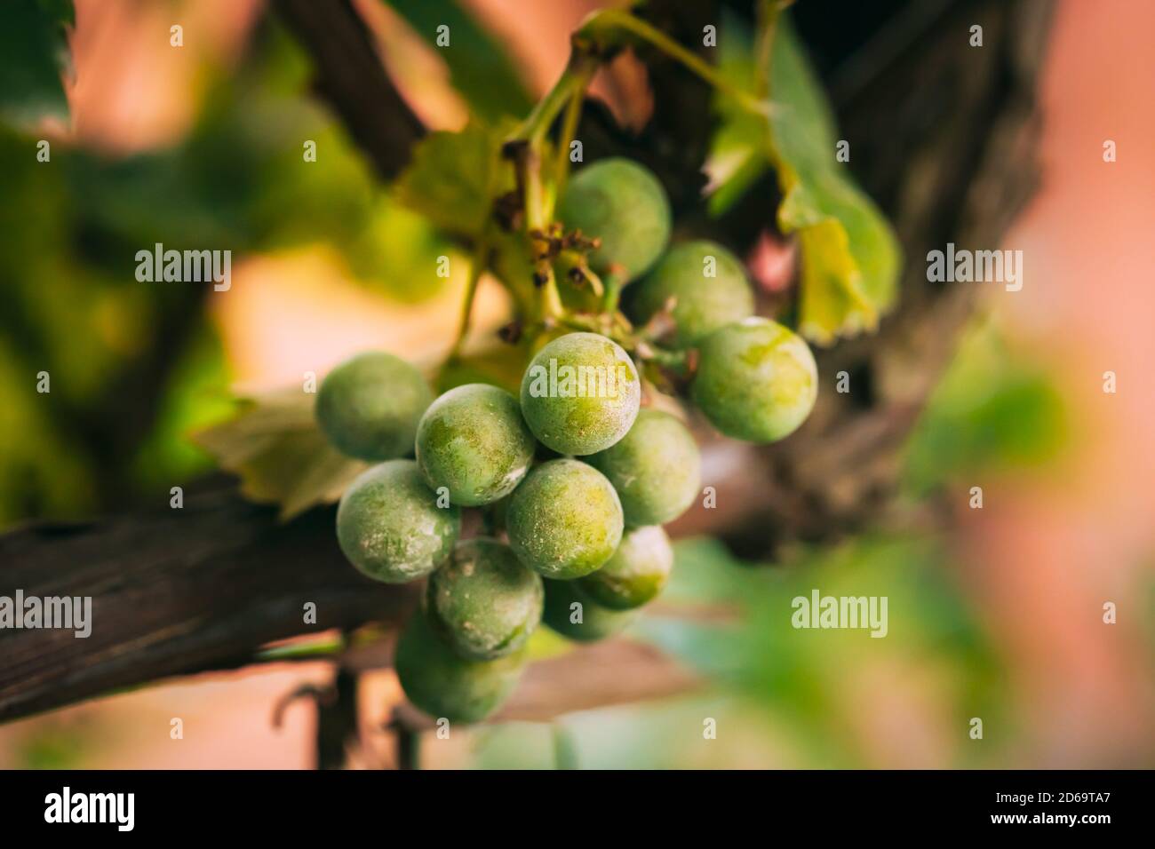 Oïdium sur les fruits et les feuilles de raisin. Maladie des plantes. Mauvaise récolte. Banque D'Images