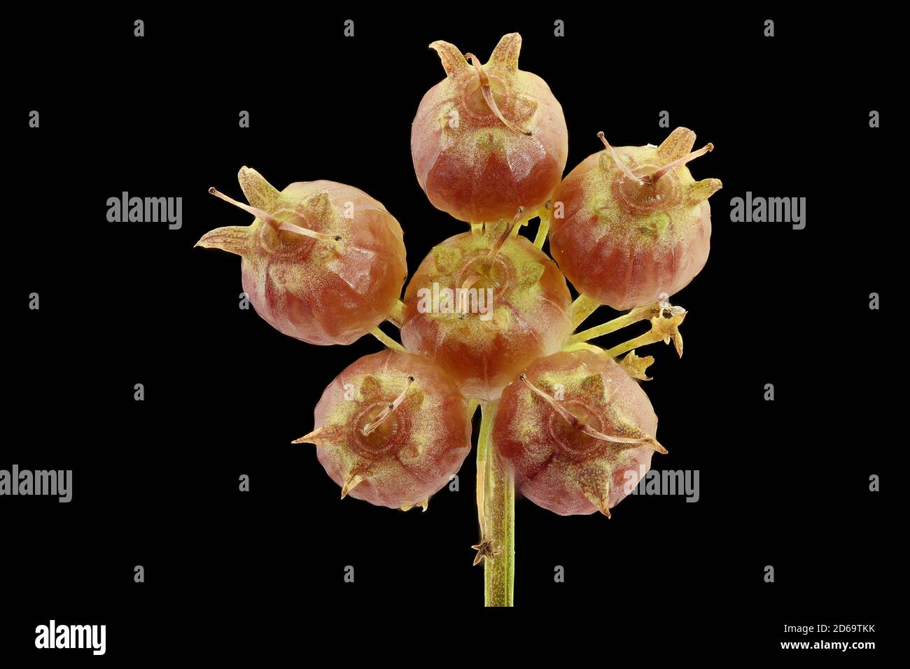 Coriandrum sativum, Coriander, Koriander, gros plan, graines (fruits), ombel Banque D'Images