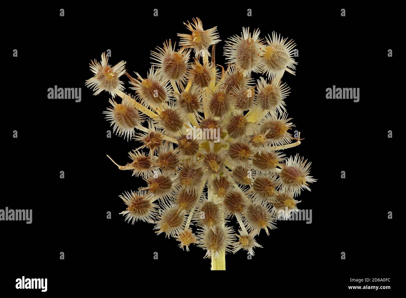 Daucus carota, carotte sauvage, Wilde Möhre, gros plan, graines (fruits), ombel Banque D'Images