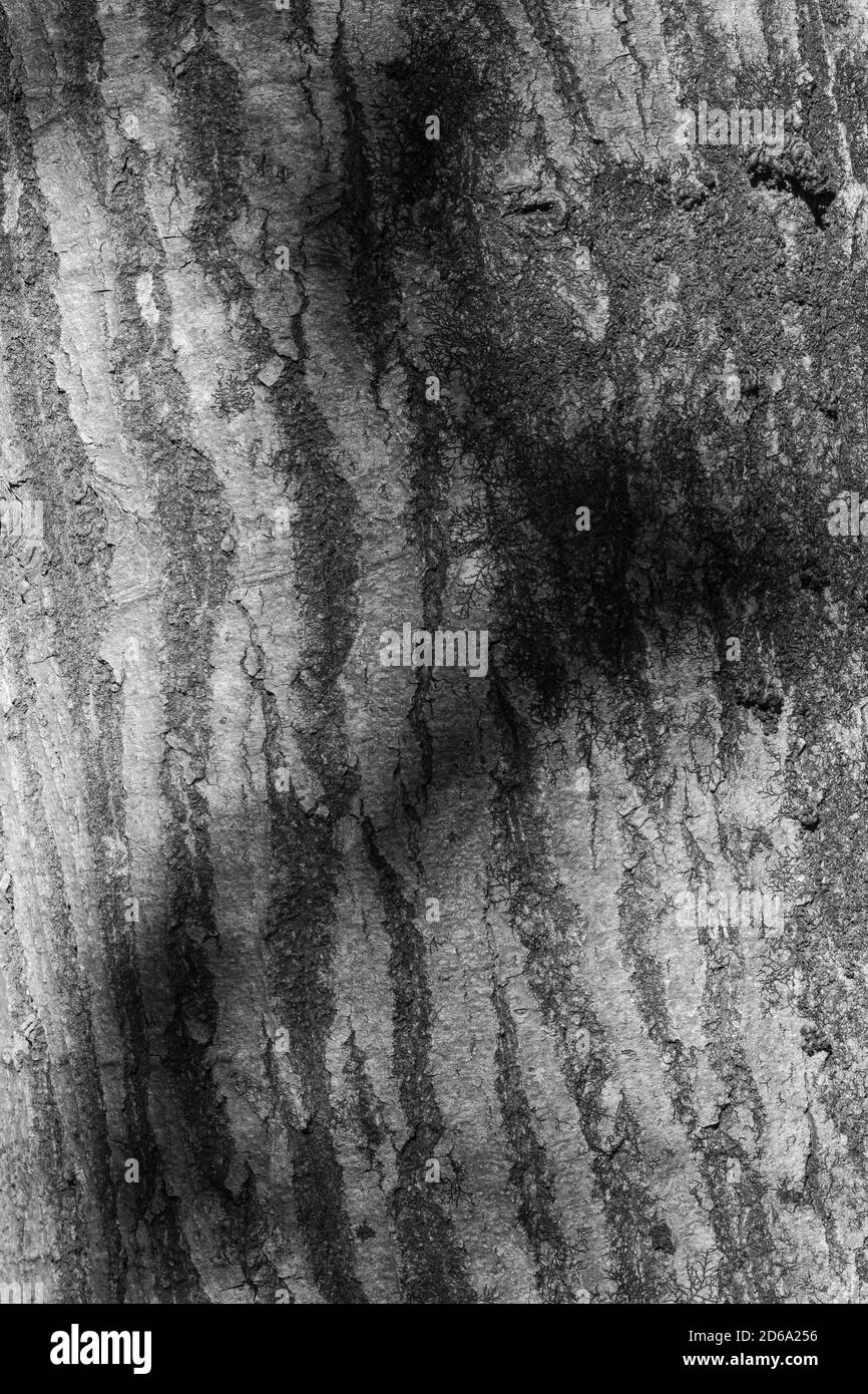 Ombres et lumière créant un contraste élevé sur l'écorce des arbres Banque D'Images