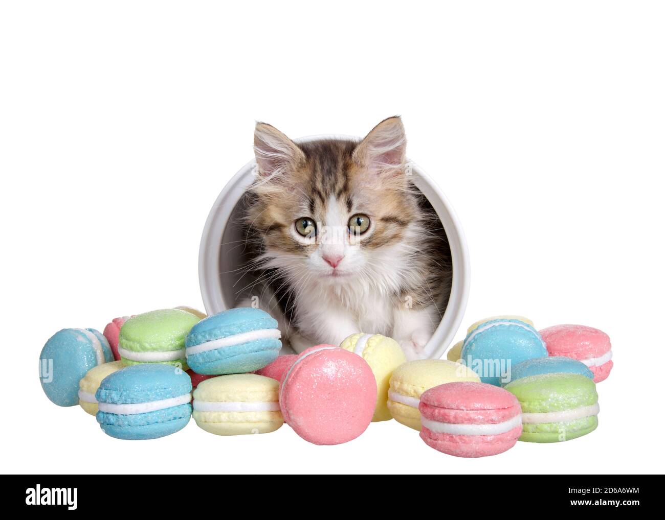 Adorable petit chaton piquant dans un pot de biscuit en porcelaine étiqueté, avec des biscuits de macaron à l'extérieur du pot dans diverses couleurs et saveurs. Isolé sur wh Banque D'Images