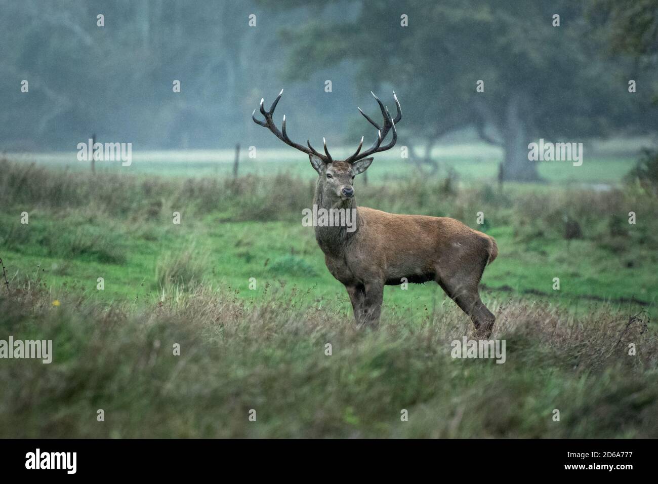 Red Deer irlandais avec des bois impressionnants de 14 points dans le Pluie dans le parc national de Killarney à Kerry en Irlande Banque D'Images