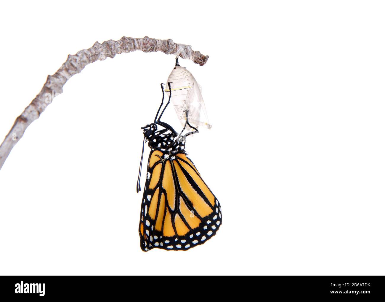 Gros plan d'un monarque papillon vient d'émerger de la chrysalide accrochée sur une petite branche, ailes pliées de l'enceinte. Isolé sur blanc. Banque D'Images