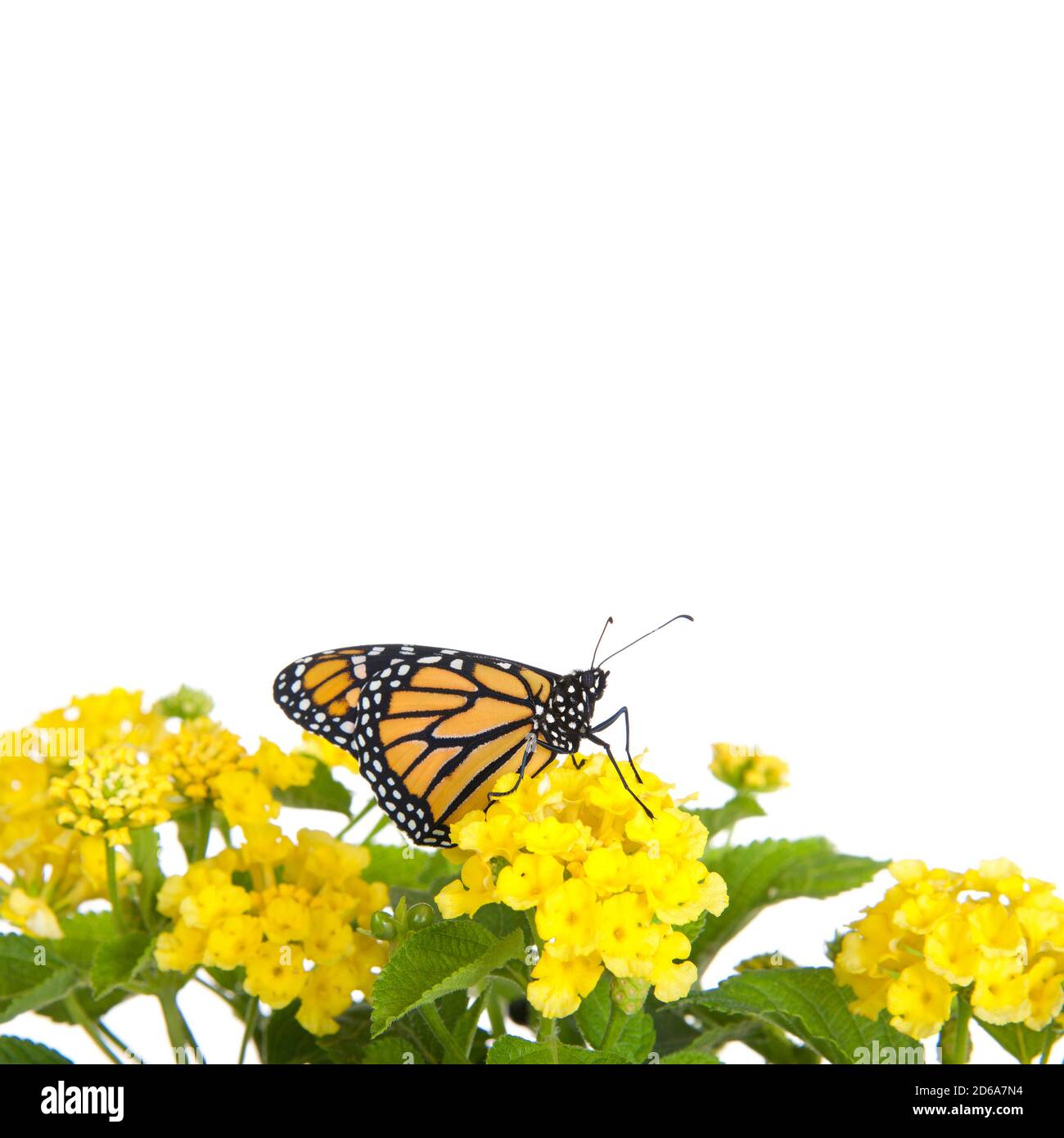 Gros plan d'un papillon monarque sur des fleurs de lantana jaunes, vue en profil. Isolé sur blanc. Banque D'Images