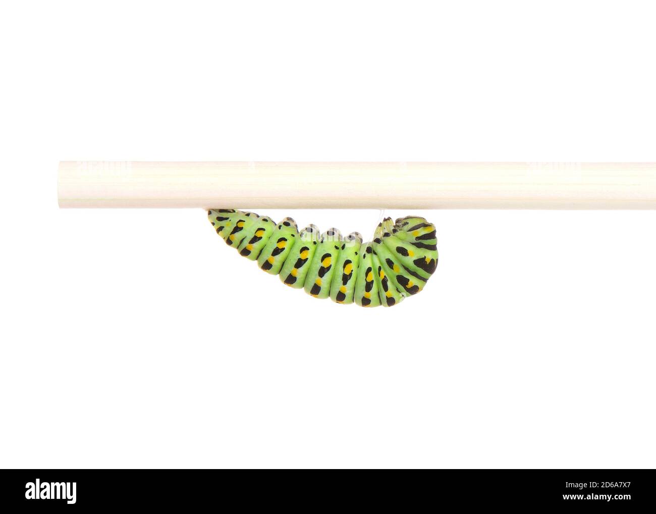 Chenille noire, verte et jaune de l'ancien monde, ou chenille jaune de Swallowtail, fixée à une tige de cheville en bois se préparant à enfermer dans un chrysalide. Isolé Banque D'Images