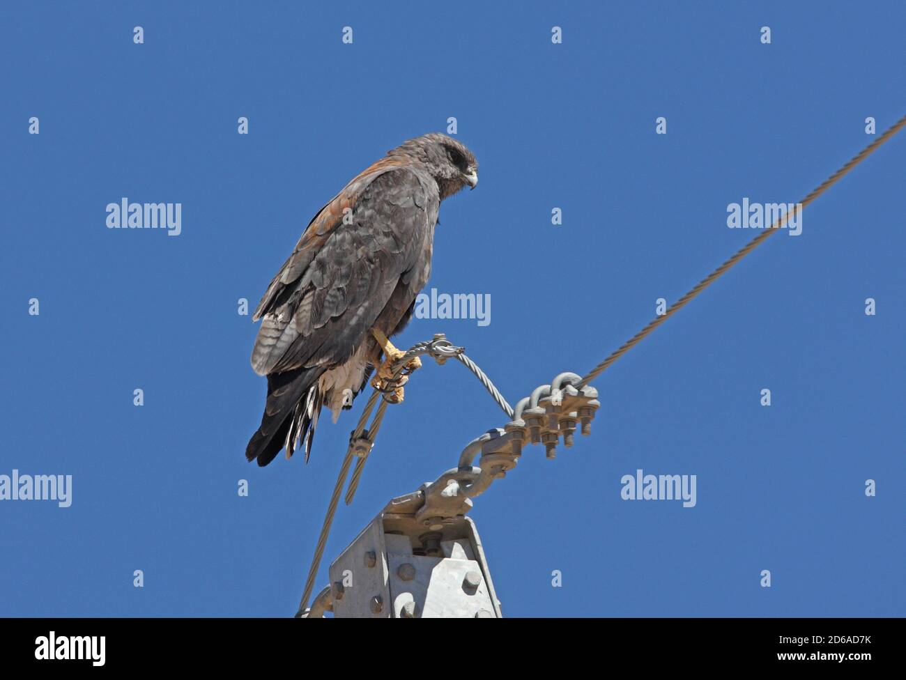 Puna Hawk (Buteo poecilochrous) adulte mâle perché sur la ligne électrique Jujuy, Argentine Janvier Banque D'Images