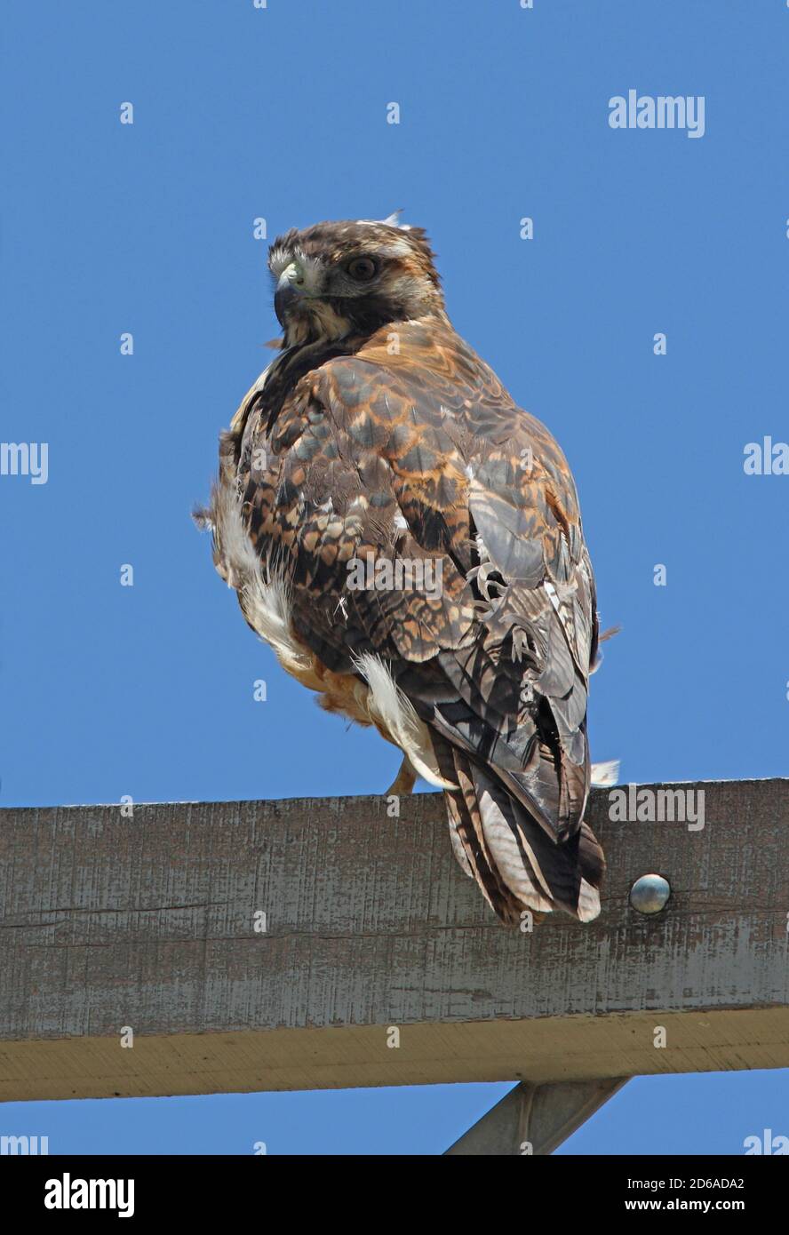 Puna Hawk (Buteo poecilochrous) immature perchée sur le pylône Jujuy, Argentine Janvier Banque D'Images