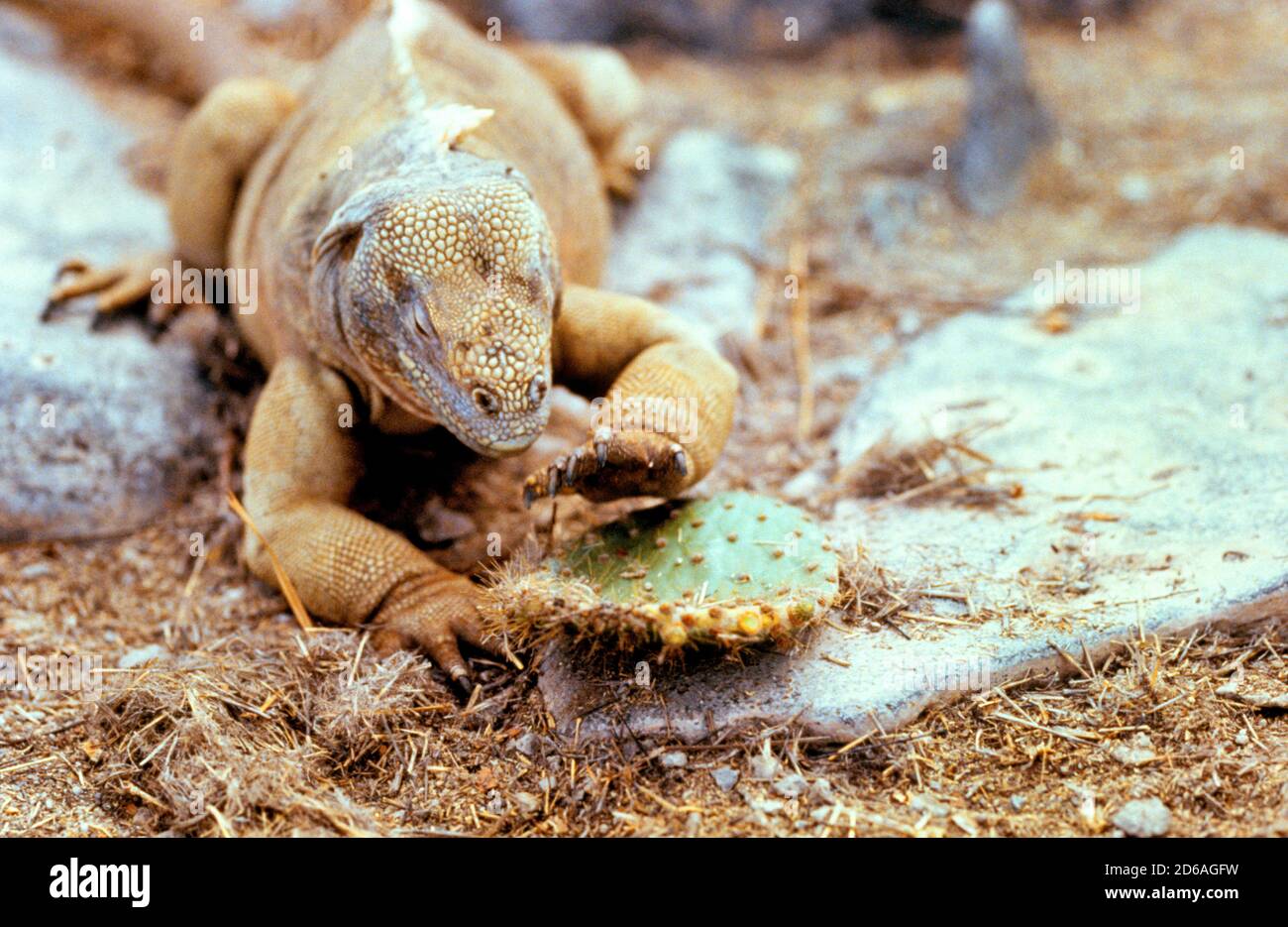 Iguane marin, Îles Galápagos Banque D'Images