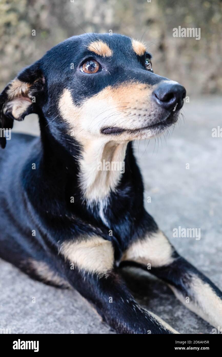 Gros plan d'un chien de rue noir et jaune posant avant l'appareil photo Banque D'Images