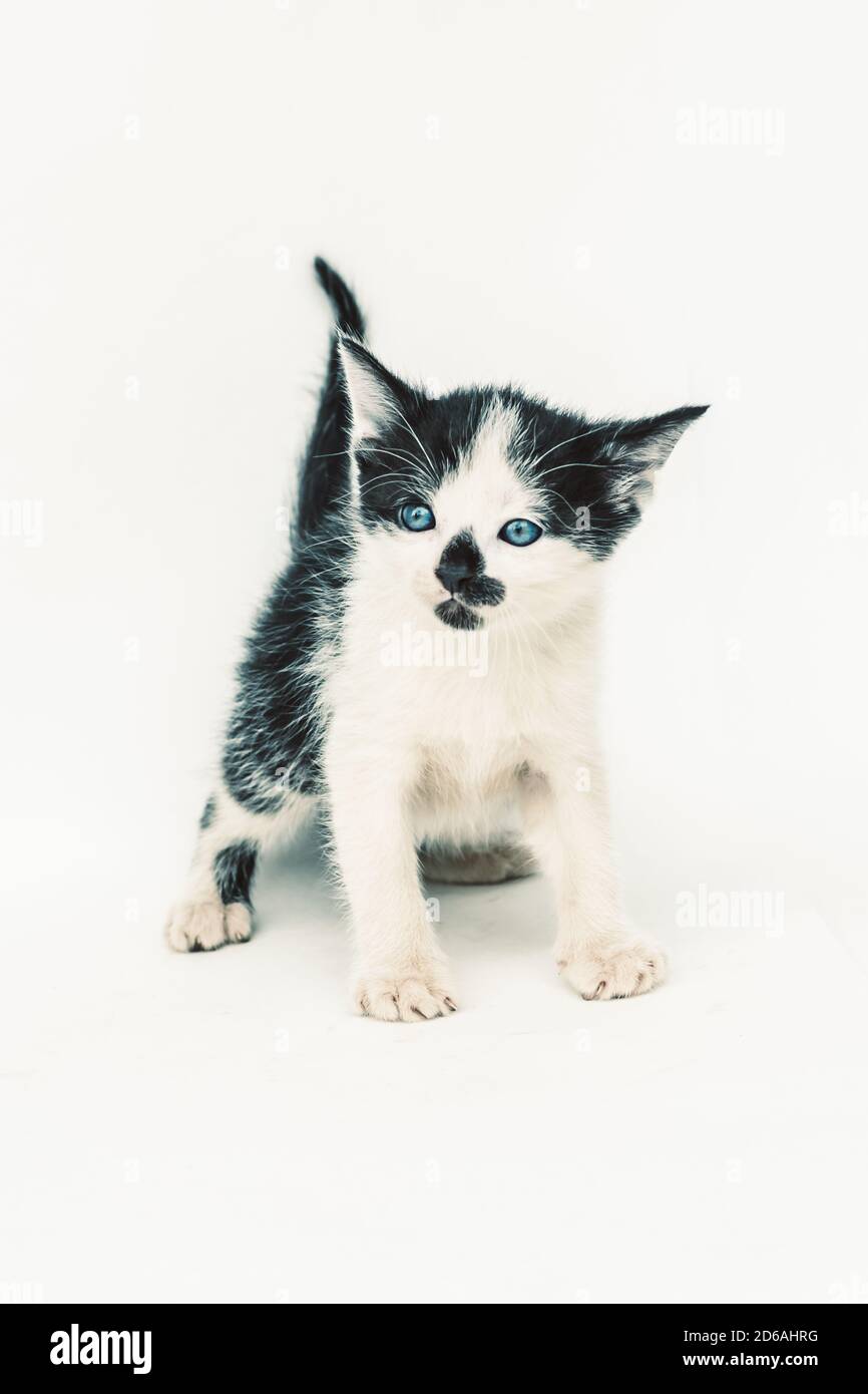 magnifique chat noir blanc à pois avec des yeux bleu profond et point noir sur le museau sur fond blanc Banque D'Images