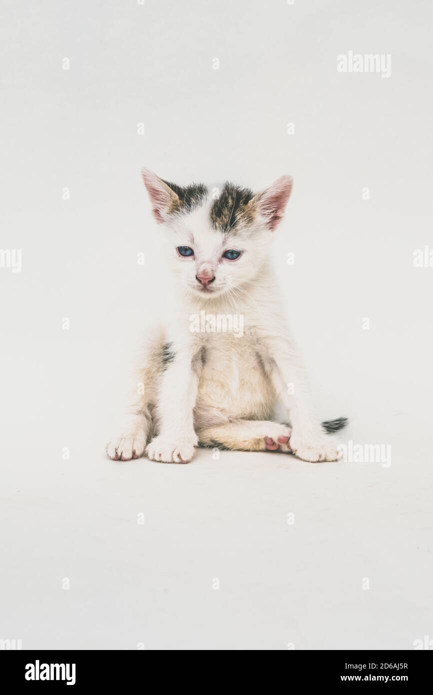 magnifique chat noir blanc timide à pois sur fond blanc Banque D'Images