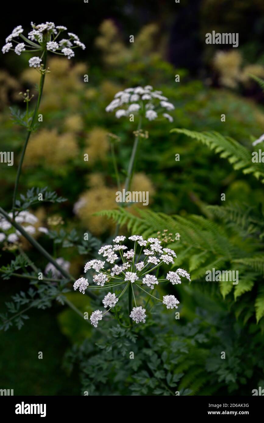 ammi majus,queen anne's lace,fleurs,fleur,floraison,blanc,mélange,mixte,combinaison,mixte de plantation,RM Floral Banque D'Images