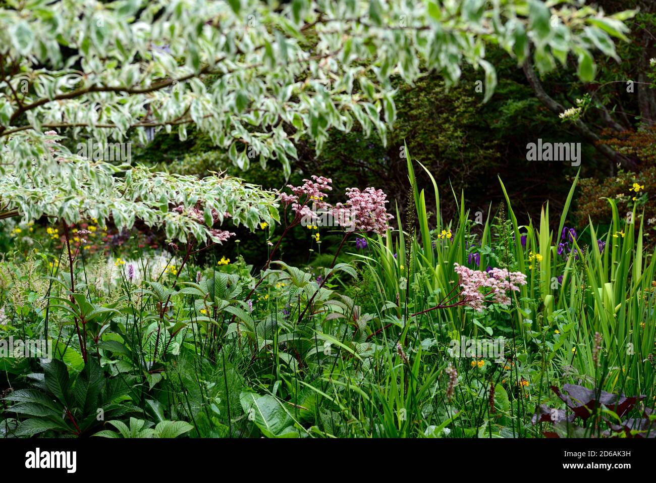 Cornus contronversa Variegata,arbre à gâteau de mariage,jardin,arbre,arbres,rodgersia fleurs roses,sous-plante, sous-plantée,RM Floral Banque D'Images