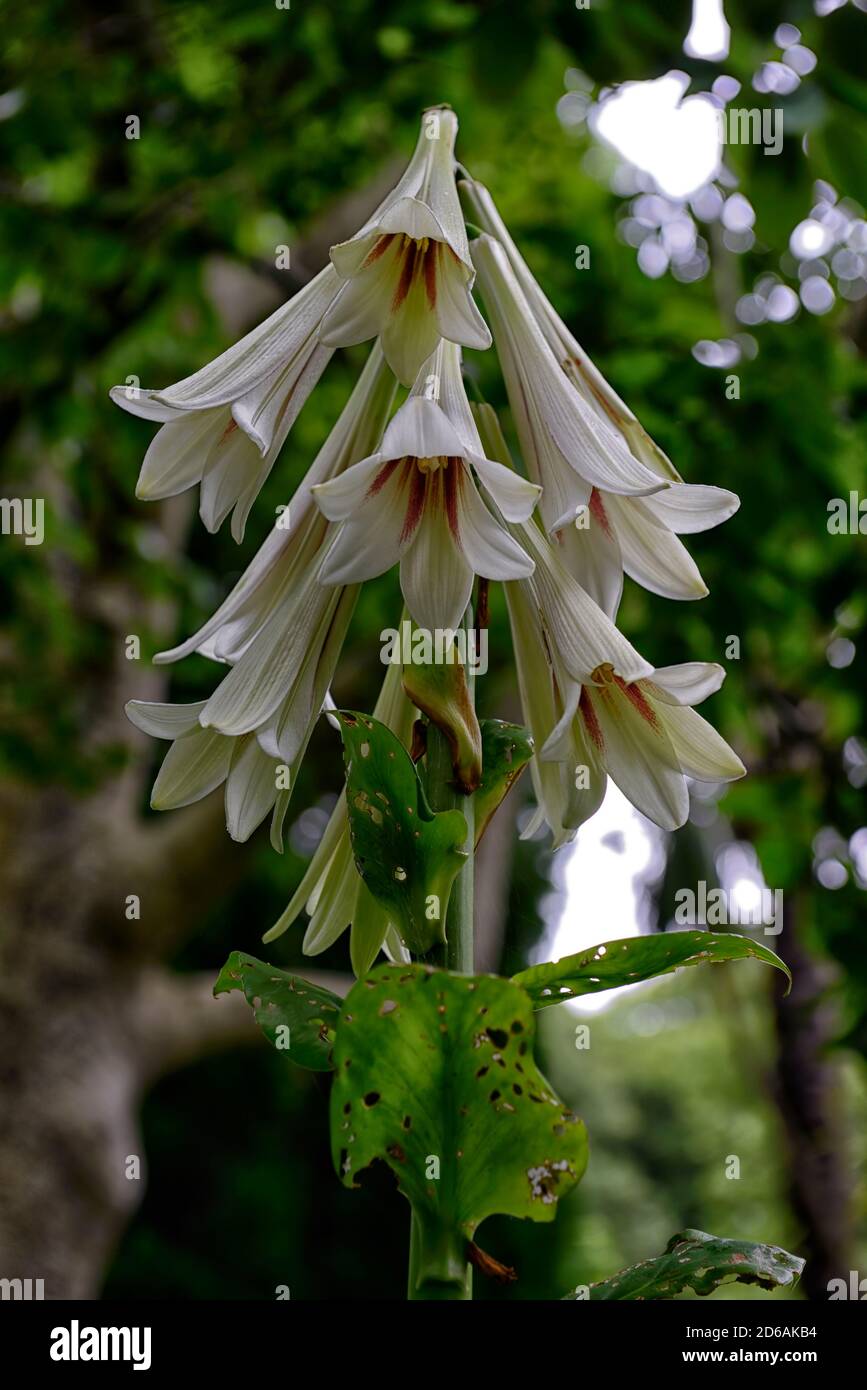 Carnocrinum giganteum var yunnanense,Giant Yunnan Lily,lys,lilium,fleurs,fleur,floraison,bois,boisé,ombre,ombragée,ombragée,nuée,léoptère, barrage Banque D'Images