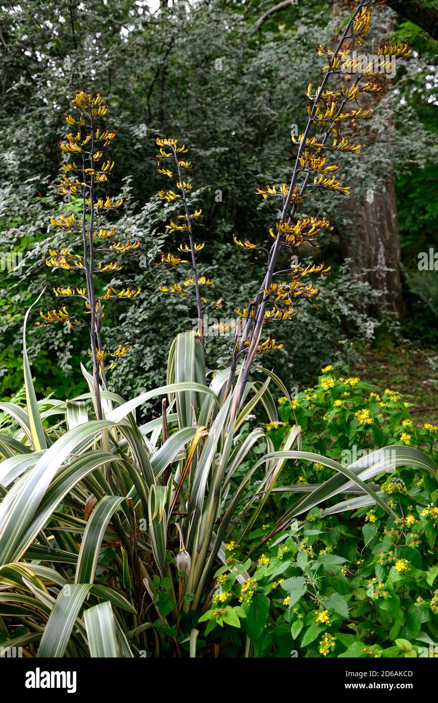 Phormium tenax Variegatum,feuillage variegatum,bande comme les feuilles,pic de fleur,pointes,fleurs jaunes,floraison,RM Floral Banque D'Images