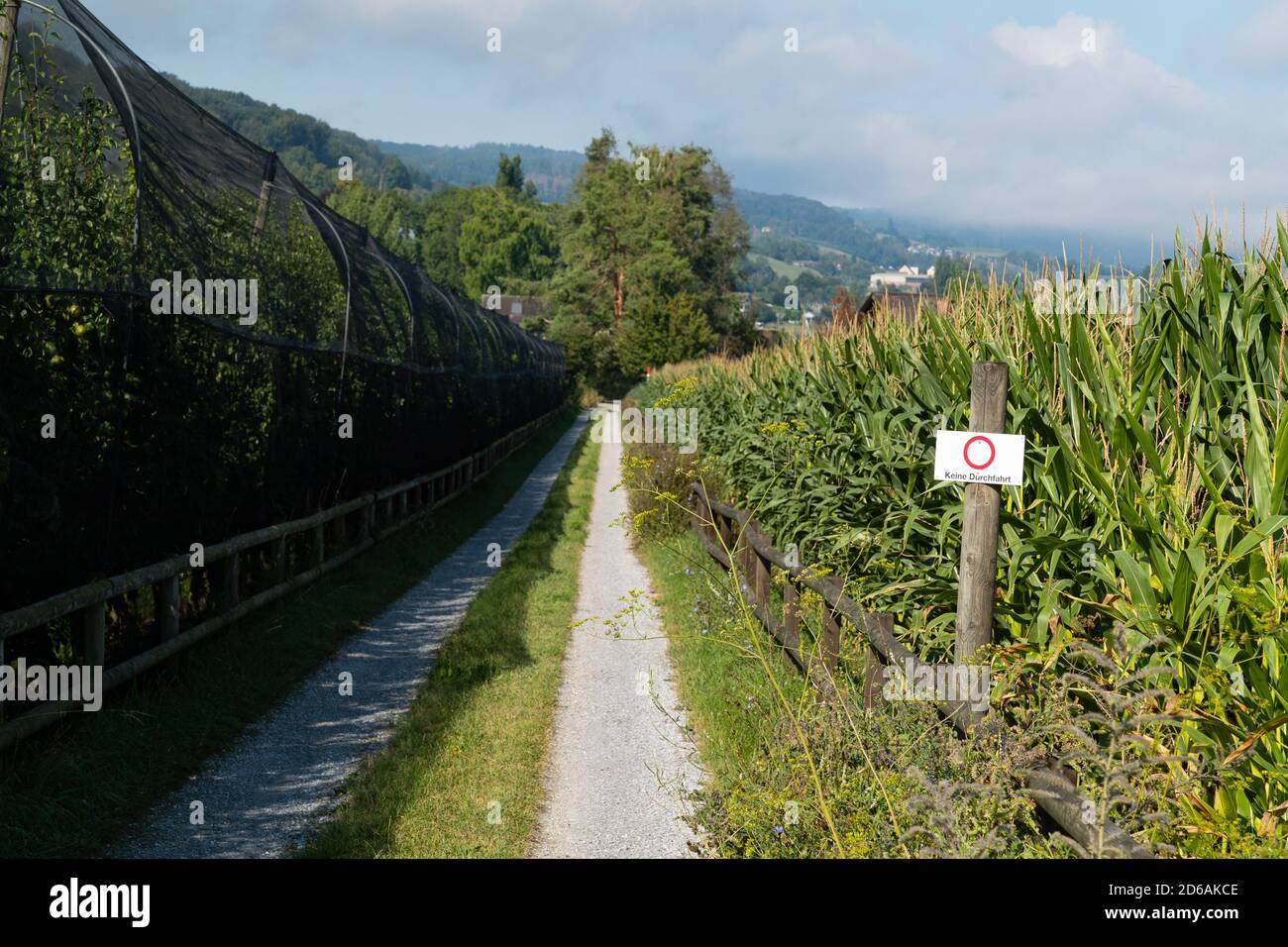 route forestière avec le signe d'interdiction pas de passage, écrit en allemand, traduction de texte allemand: 'pas de passage, sur le côté droit un champ de maïs est en fleurs, sur Banque D'Images