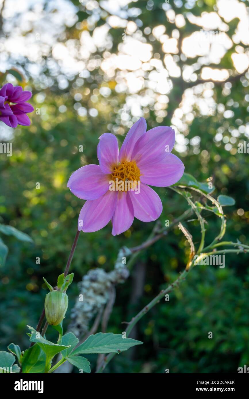 Fleur d'anémone japonaise Ranunculacae Dahlia Tenuicaulis trouvée dans le jardin Banque D'Images