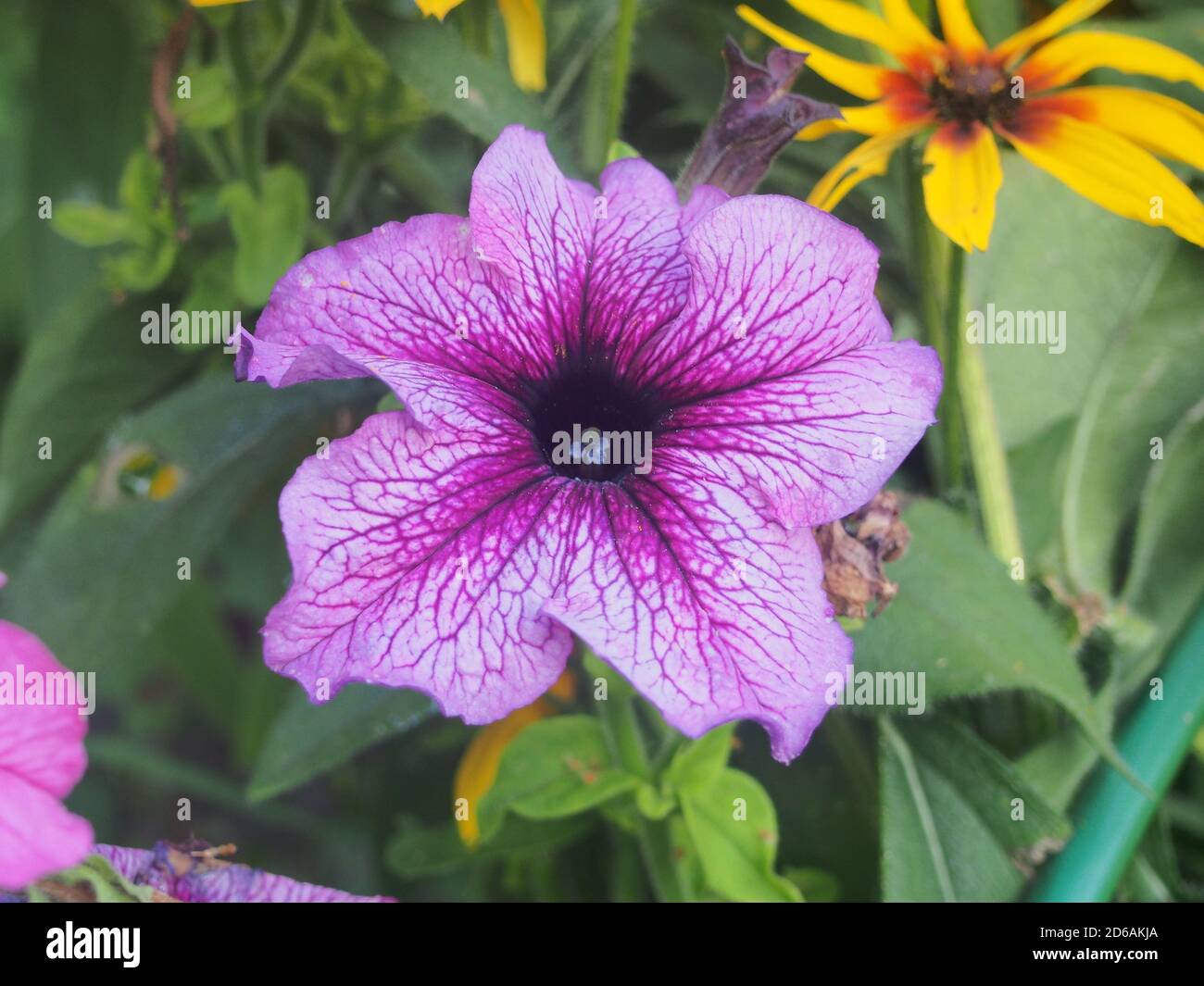 Boutons de fleurs pétunia violets. La plante fleurit dans le jardin. Jardinage. Floriculture. Gros plan Banque D'Images