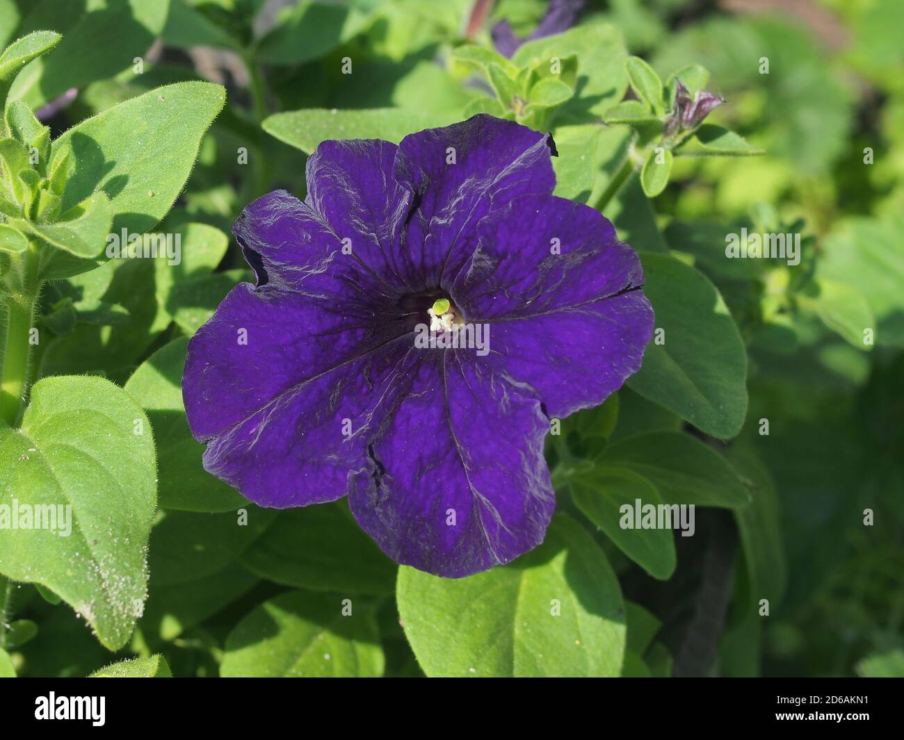 Boutons de fleurs pétunia violets. La plante fleurit dans le jardin. Jardinage. Floriculture. Gros plan Banque D'Images