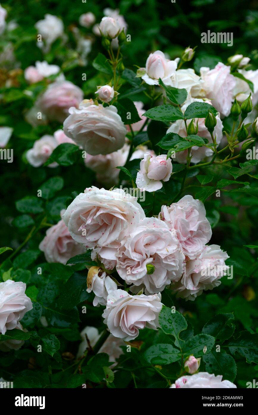 rose,rose arbuste, roses, fleurs roses,grappe,grappes, fleurs, fleurs, floraison, fleur, fleur, fleur, fleur, fleur, rm floral Banque D'Images
